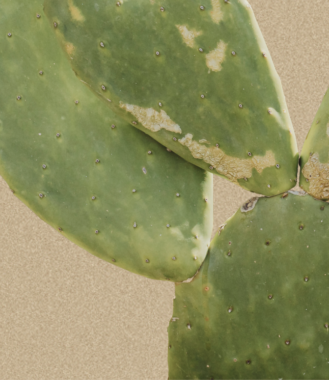 Kaktusfeige, Kaktus, HEJ ORGANIC