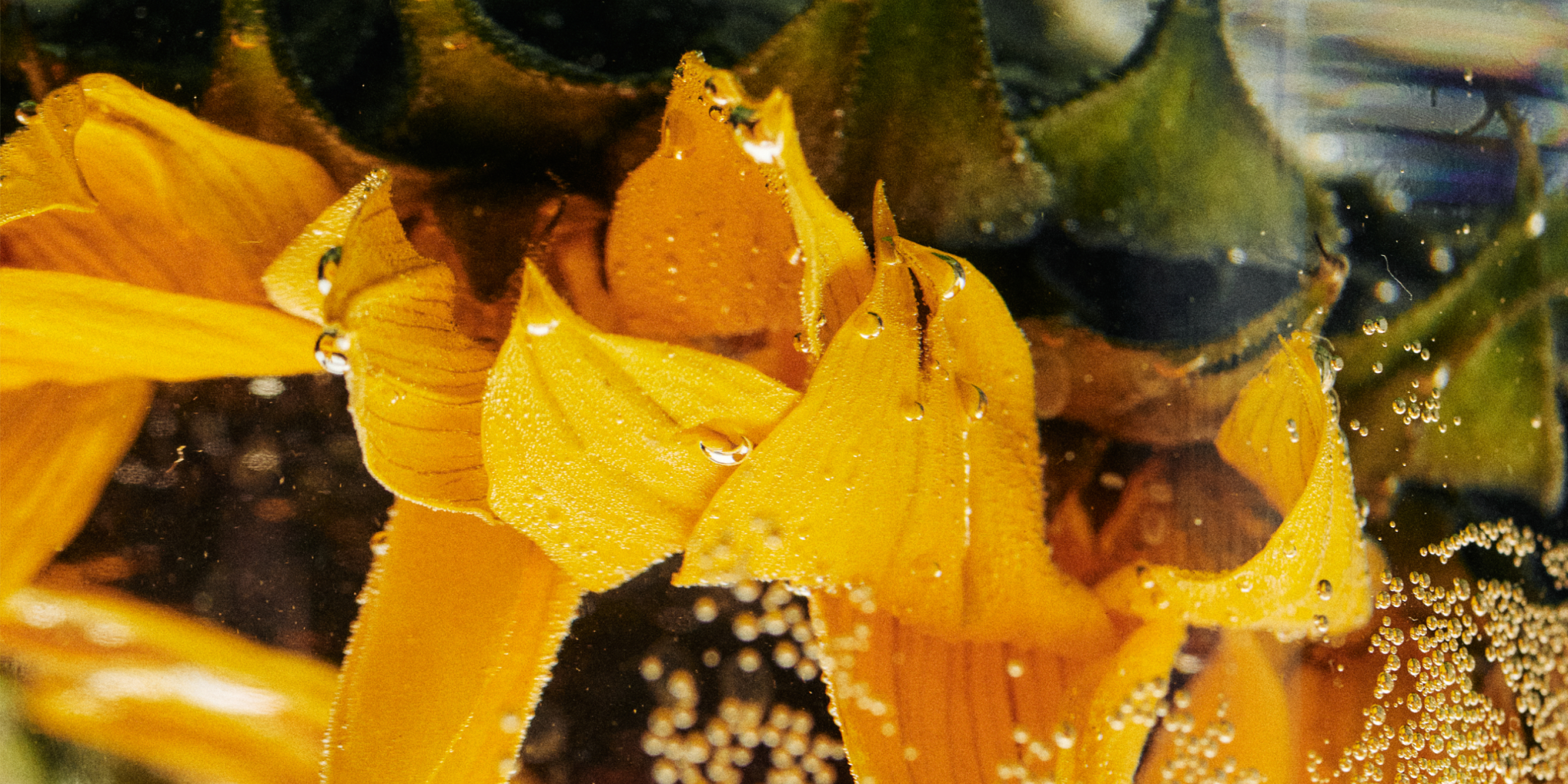 Wirksame Inhaltsstoffe für Skin Longevity & Slow Aging