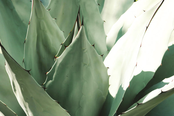 Kaktusfeigenkernöl - das natürliche Anti-Aging-Mittel für straffe Haut!