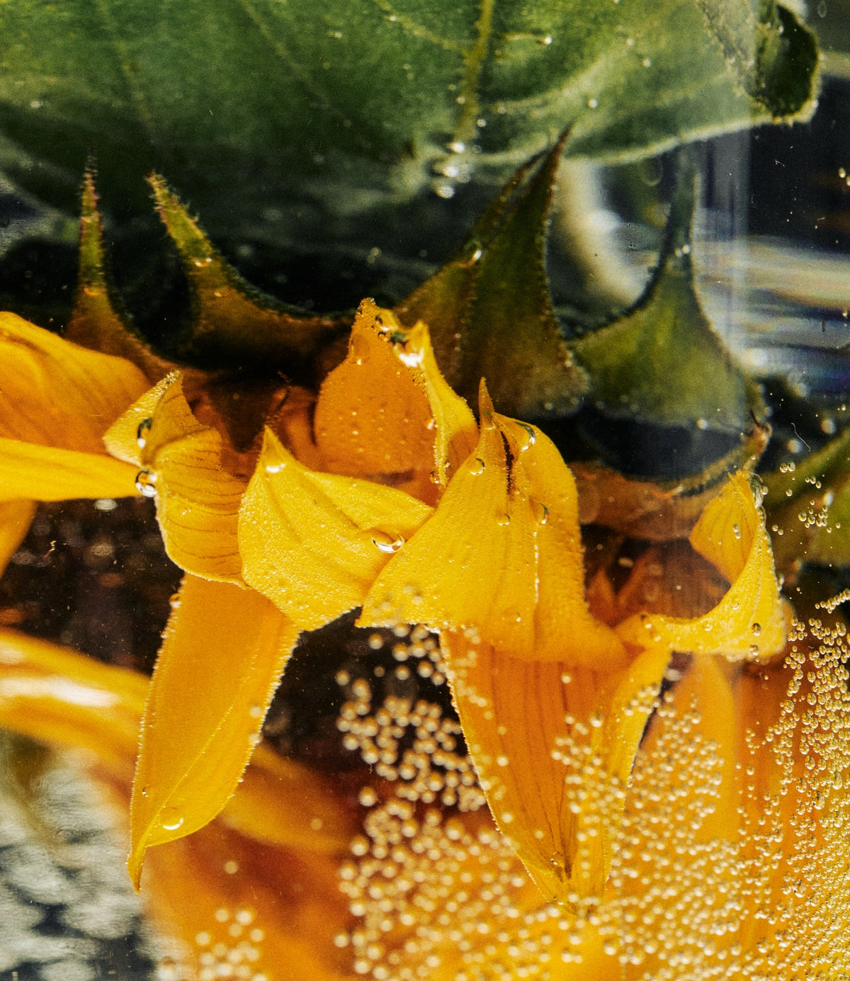 Skin Longevity, Inhaltsstoff NAD+ Booster Sonnenblume, HEJ ORGANIC